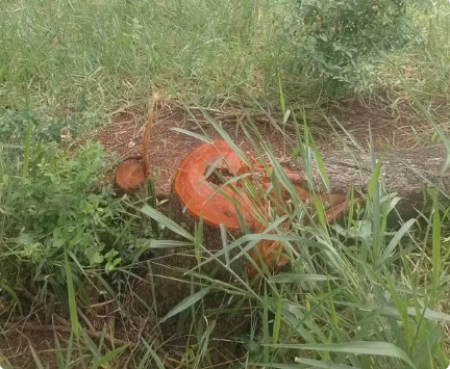 FiscalizaÃ§Ã£o flagra derrubada de 17 Ã¡rvores em propriedade rural e multa sitiante em mais de R$ 5 mil, em Panorama