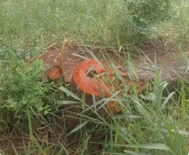 Fiscalização flagra derrubada de 17 árvores em propriedade rural e multa sitiante em mais de R$ 5 mil, em Panorama