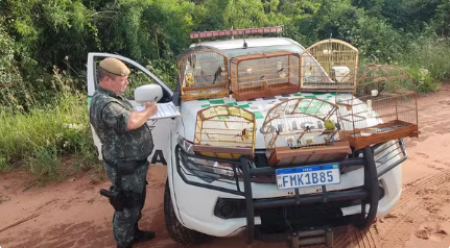 Homem Ã© multado em mais de R$ 3 mil por manter aves silvestres em cativeiro, em Taciba