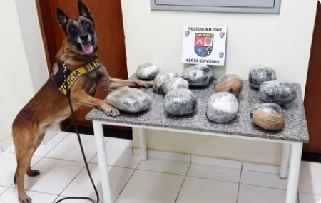 Adolescente de 17 anos Ã© apreendido apÃ³s esconder mais de 8 kg de maconha dentro de mala em Ã´nibus, em Pres. Bernardes