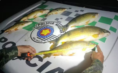Homem Ã© multado em R$ 1,1 mil por transporte de peixes nativos em PaulicÃ©ia