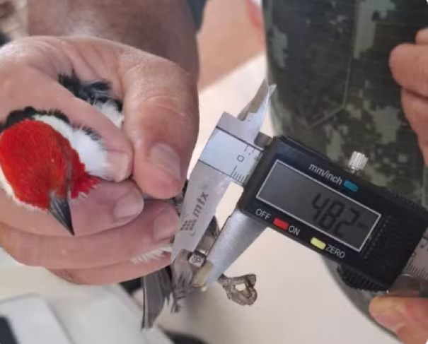 Homem é multado por manter aves silvestres em cativeiro com anilhas irregulares, em Álvares Machado
