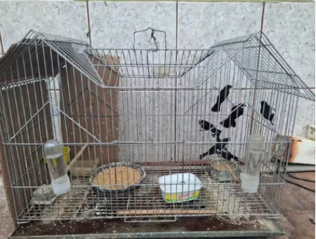 Tio e sobrinho sÃ£o multados em R$ 36 mil por manterem 25 aves silvestres em cativeiro, em Presidente Prudente