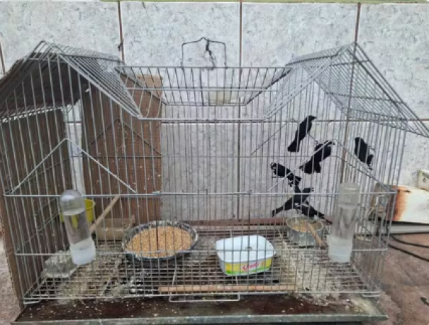 Tio e sobrinho são multados em R$ 36 mil por manterem 25 aves silvestres em cativeiro, em Presidente Prudente