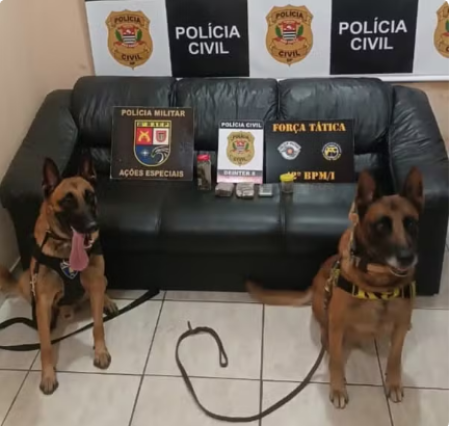 Com porÃ§Ãµes de maconha embaladas para venda, homem Ã© preso em flagrante por trÃ¡fico de droga em Presidente EpitÃ¡cio