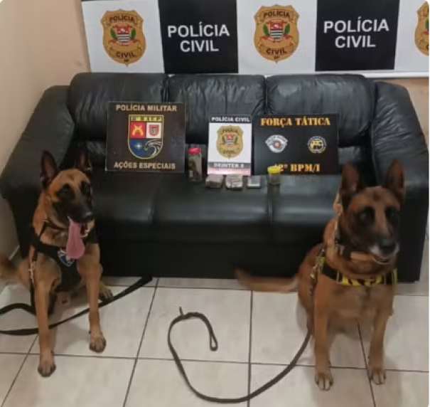 Com porções de maconha embaladas para venda, homem é preso em flagrante por tráfico de droga em Presidente Epitácio