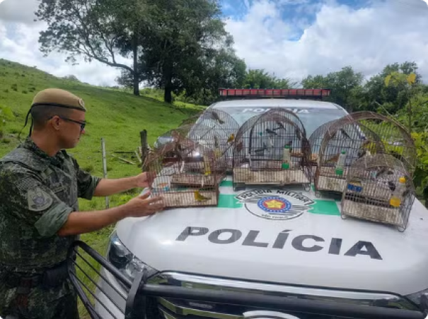 Idoso é multado em R$ 13,5 mil e responderá criminalmente por manter 27 aves silvestres em cativeiro, em Pacaembu