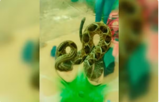 Menino de seis anos é internado na UTI após ser picado por cascavel em Assis