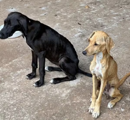 Mulher Ã© multada em R$ 6 mil por maus-tratos a dois cachorros, em Presidente Prudente