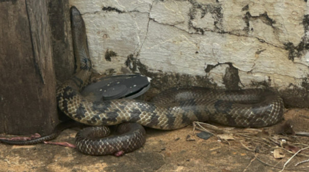 Cobra é resgatada após ser atropelada em Adamantina; mesmo com cuidados veterinários réptil morre