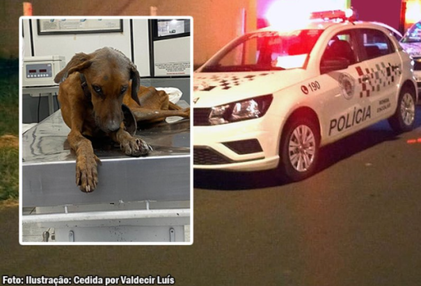 Campanha é realizada para custear tratamento de cachorrinha vítima de maus-tratos em Bastos