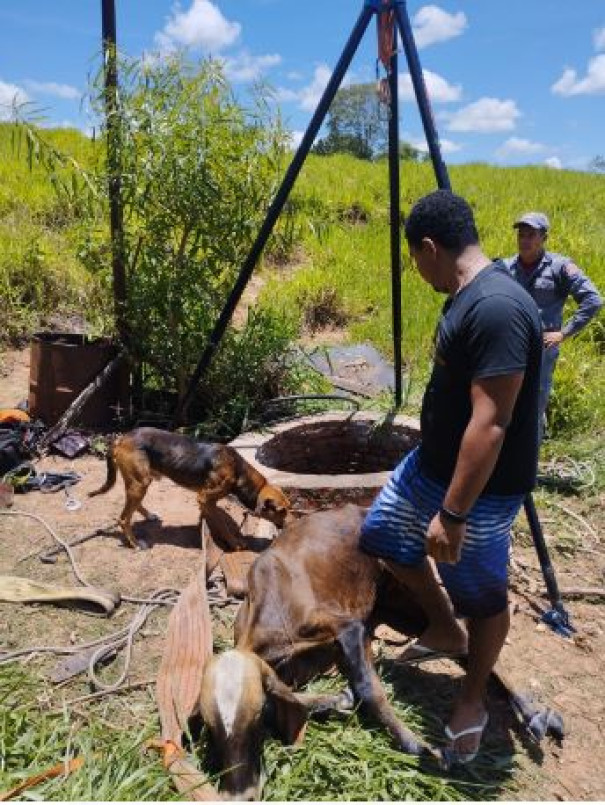 Bombeiros de Osvaldo Cruz resgatam bezerro que caiu num poço na zona rural