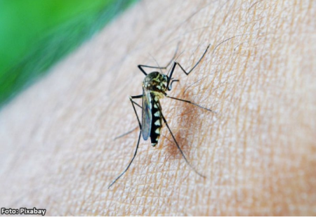 TupÃ£ tem mais da metade dos casos confirmados de chikungunya no estado de SÃ£o Paulo