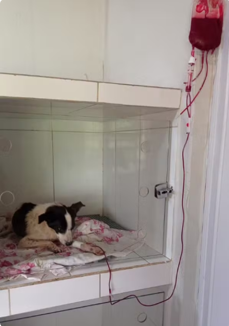 Cachorro resgatado de maus-tratos Ã© diagnosticado com 'doenÃ§a do carrapato' e recebe transfusÃ£o de sangue