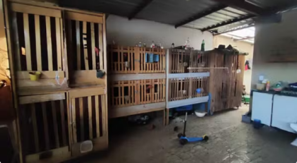 Homem é preso e multado em R$ 67 mil por envolvimento em rinhas de galos e posse ilegal de armas