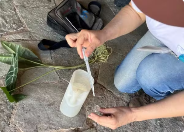 Primeiro Índice Breteau de 2025 é iniciado para monitorar situação da dengue em Presidente Prudente