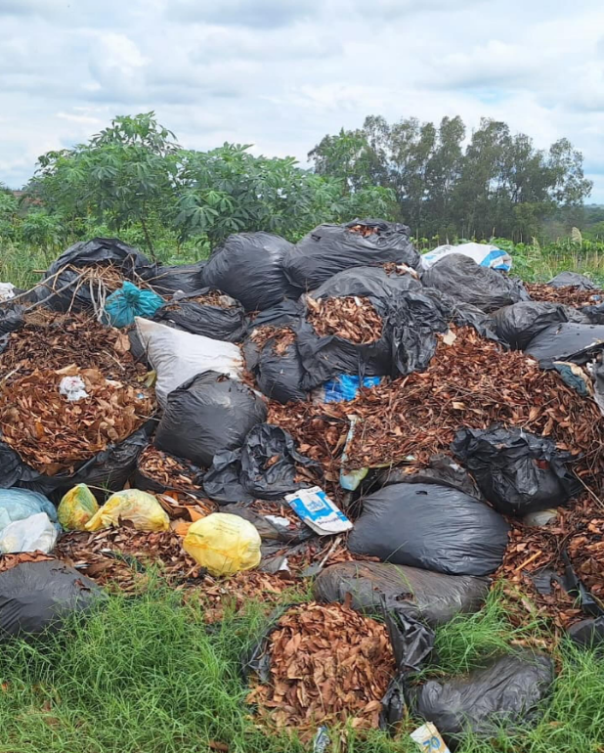 Você Repórter: Possível descarte irregular de folhas e galhos no bairro Ponte Seca, em Osvaldo Cruz, gera reclamações de moradores do local