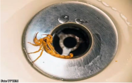 Aparecimento de escorpiÃµes nesta Ã©poca do ano motiva alerta a moradores de ParaguaÃ§u Paulista