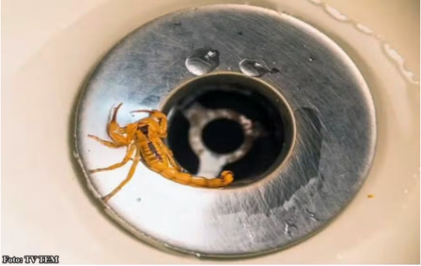 Aparecimento de escorpiões nesta época do ano motiva alerta a moradores de Paraguaçu Paulista