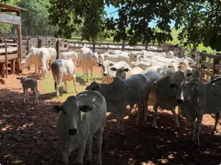 InvestigaÃ§Ãµes restituem a pecuarista rebanho de quase 100 bovinos furtados de fazenda em Santo AnastÃ¡cio