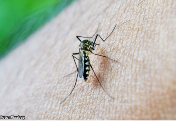 Casos de chikungunya aumentam 615% em Tupã; total é quase metade de todo o estado de SP