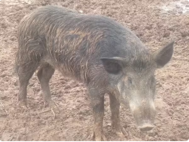 Sitiante é multado em R$ 2,2 mil por manter javaporco em cativeiro, em Lucélia