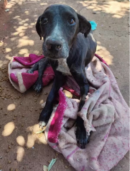 ApÃ³s abandonar cachorro em calÃ§ada, rapaz Ã© multado em R$ 3 mil e responderÃ¡ criminalmente em Teodoro Sampaio