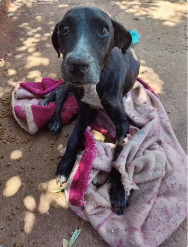 Após abandonar cachorro em calçada, rapaz é multado em R$ 3 mil e responderá criminalmente em Teodoro Sampaio