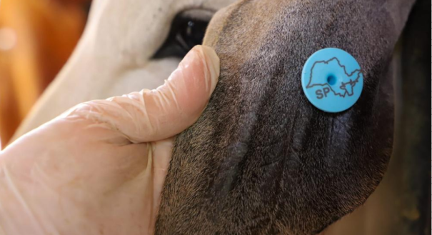 Campanha de vacinação contra a brucelose vai até dia 30 de junho em todo o estado de SP