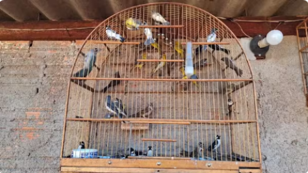 Morador recebe multa de R$ 40 mil por manter 75 aves nativas e exÃ³ticas em cativeiro sem autorizaÃ§Ã£o, em Regente FeijÃ³