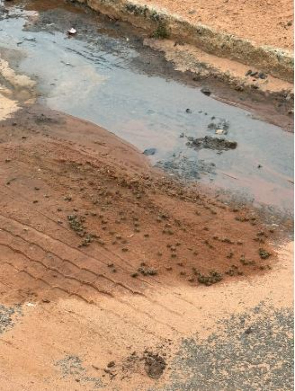 Bombeiros são acionados devido a invasão de abelhas no Monte Líbano 