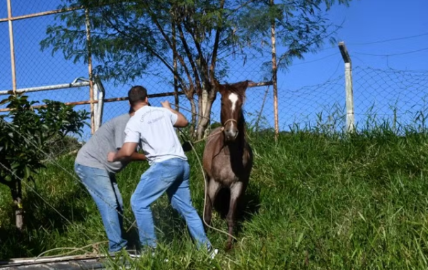 Unidade de Vigilância de Zoonoses apreende 48 cavalos em vias públicas no primeiro semestre de 2025, em Presidente Prudente