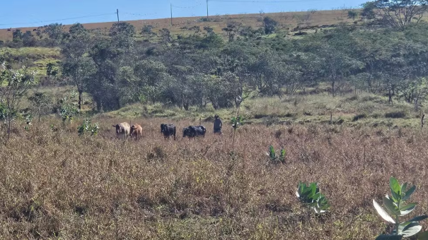 Idosos são multados em R$ 22,5 mil por pastoreio de gado em área de reserva, em Marabá Paulista