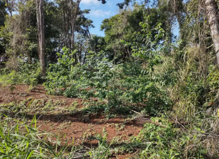 Sitiantes sÃ£o multados em R$ 7,2 mil por destruiÃ§Ã£o de vegetaÃ§Ã£o nativa, em Nantes