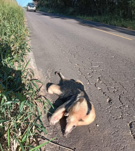 TamanduÃ¡-mirim morre atropelado em estrada vicinal que corta reserva florestal em Presidente EpitÃ¡cio
