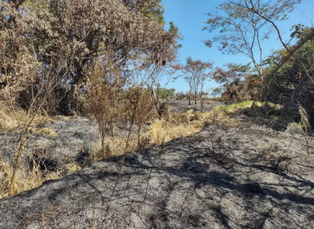 Idoso solta fogos de artifÃ­cio para espantar pombas, danifica vegetaÃ§Ã£o nativa e Ã© multado em quase R$ 2 mil em Pres. Prudente