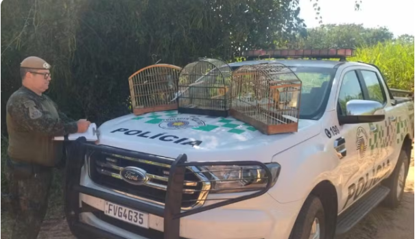 Homem é multado em R$ 2,5 mil por manter aves silvestres em cativeiro no Jardim Marajá, em Pacaembu