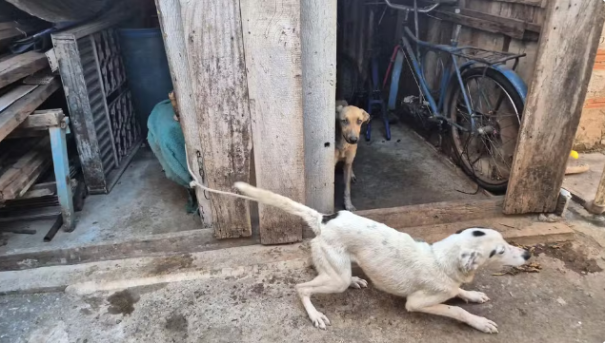 Cachorros são resgatados em estado de extrema magreza e tutora alega 'falta de condições financeiras' em Pirapozinho