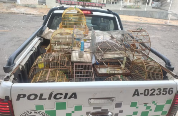 Idoso é multado em R$ 9,5 mil por manter 19 aves silvestres em cativeiro, em Lucélia