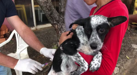 Tutores podem levar cÃ£es e gatos para receber vacina antirrÃ¡bica em Adamantina e Dracena AÃ§Ã£o serÃ¡ realizada neste sÃ¡bado (19) e poderÃ£o recebe