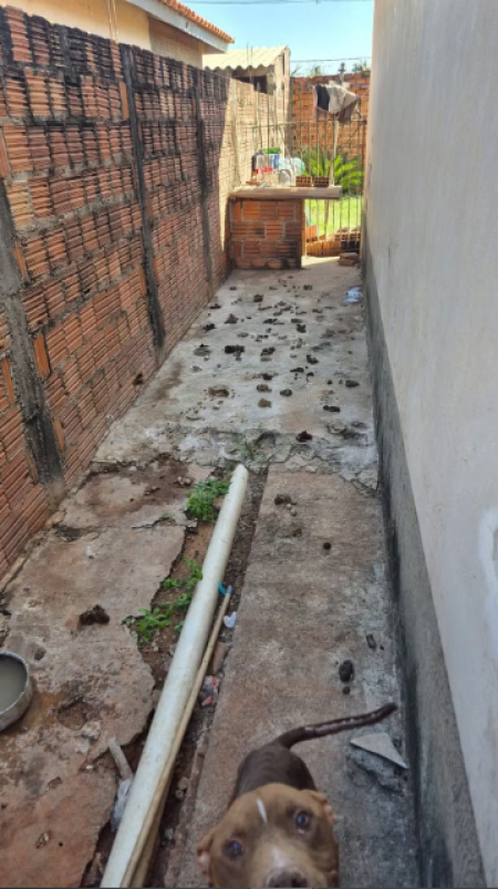 CÃ£o Ã© resgatado apÃ³s ficar preso por mais de 20 dias em corredor de casa, rodeado de fezes e sem alimentaÃ§Ã£o adequada, em Presidente Prudente