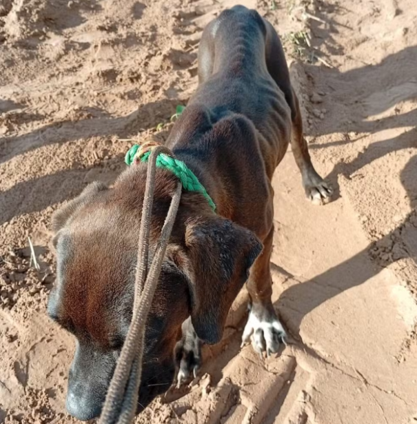 Cadela vítima de maus-tratos é resgatada em estado grave, em Pirapozinho