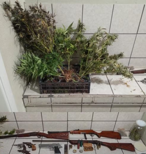 Com 21 pés de maconha, homem é preso por porte de arma de fogo em Santo Anastácio