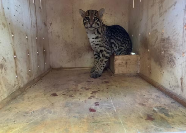 Jaguatirica é resgatada após ser atropelada em Teodoro Sampaio