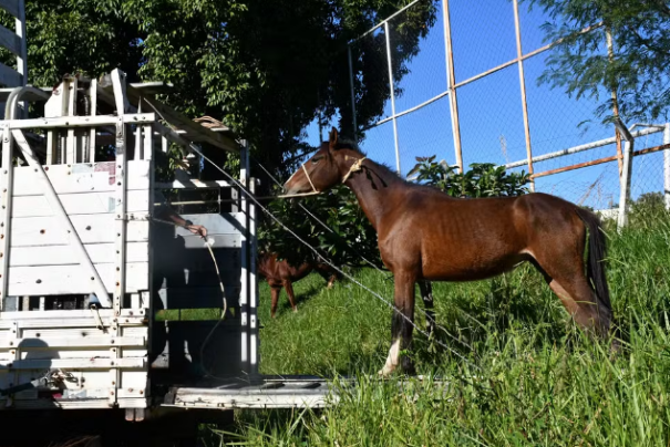 Operação apreende 13 cavalos soltos em áreas públicas em Presidente Prudente