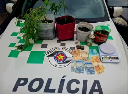 Ao averiguar denÃºncia de criaÃ§Ã£o de pÃ¡ssaro em cativeiro, PolÃ­cia Ambiental encontra sete mudas de maconha em residÃªncia