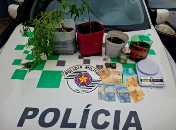 Ao averiguar denúncia de criação de pássaro em cativeiro, Polícia Ambiental encontra sete mudas de maconha em residência