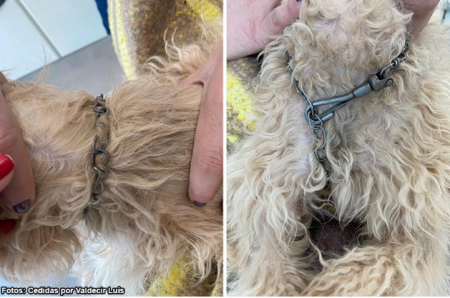 Caso de maus tratos a animal Ã© registrado em residÃªncia no centro de Bastos (SP)