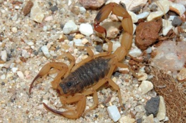 Osvaldo Cruz teve 5 casos de picadas por animais peçonhentos em 2025; 4 deles por escorpiões