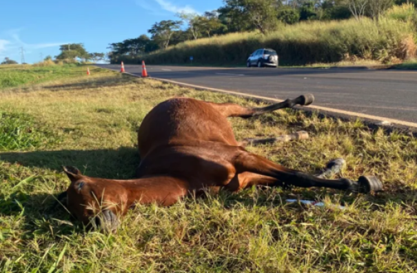 Animal na pista causa acidente na SP-294 em Flórida Paulista